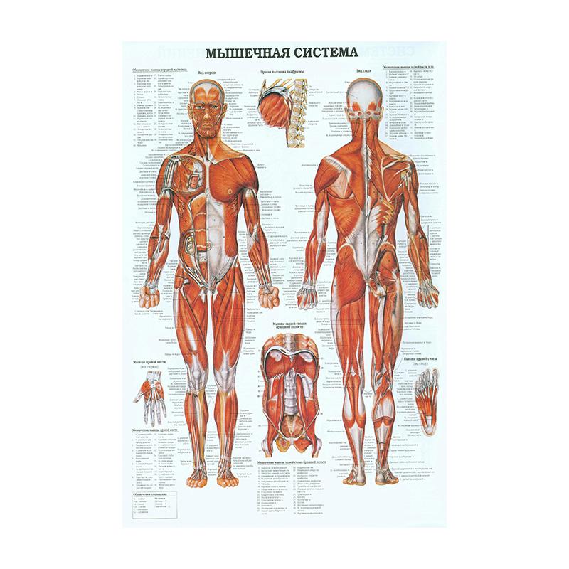 Retro Organ Systems In The Human Canvas Painting Posters Skeleton Anatomy Kraft Paper Prints Vintage Home Room Art Wall Decor Paintings