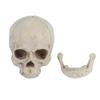 1pc White Resin Human Skull Lifesize Drawing Model Replica Drawing Party Ornament