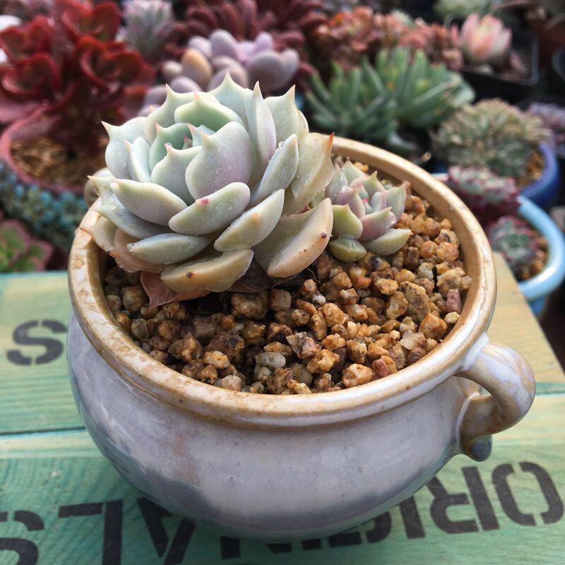 Easy-Care Blue Paris Succulent Plants for Indoor/Outdoor Use