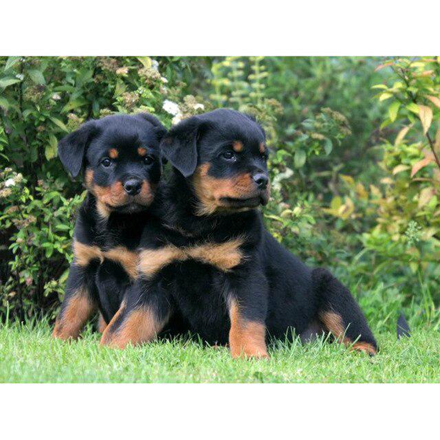 DIY 5D Алмазная картина Собака Милый питомец Вышивка крестом Алмазная вышивка Животное Мозаика Полный дрель Круглый