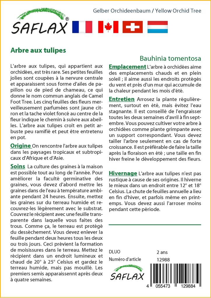 SAFLAX Желтая орхидея - 30 семян - Bauhinia tomentosa