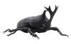 Free Research Series Living Creatures Beetle Plastic Model No.21
