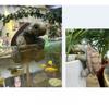 Realistic Appearance Resin Turtle Garden Decor Vibrant Colors