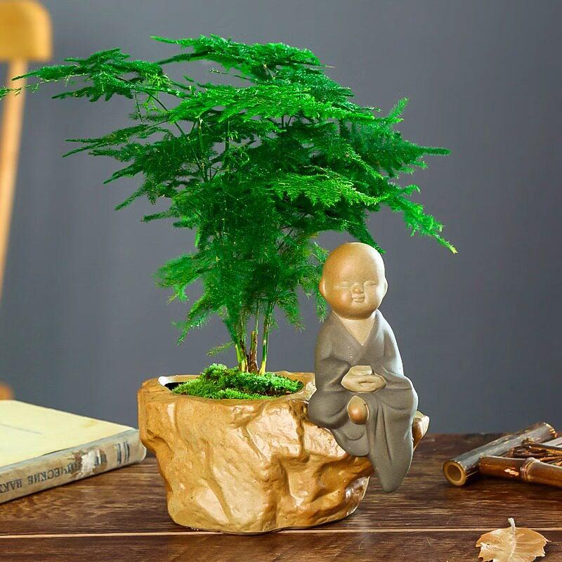 Asparagus Fern Indoor Plant: Air-Purifying, Evergreen, Hydroponic Bonsai for Office or Home