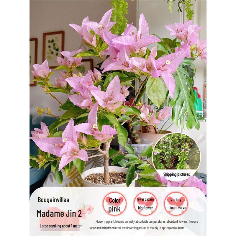 Large Bougainvillea Climbing Plant with Flowers - Indoor/Outdoor Greenery for Balcony and Courtyard