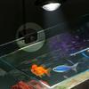 Adjustable Brightness Fish Tank Clip Lamp Color-changing Aquatic Plant Grow Light  Ornamental Fish