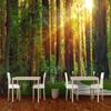 Primary Forest 3d Wallpaper Sunshine Photo Wall Mural Living Room Bedroom Restaurant Backdrop Decor Wallpaper For Wall