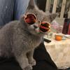 Kitten Grooming Dog Cat Glasses Photos Props Pet Eye Protection Glasses Cool Cat Sunglasses