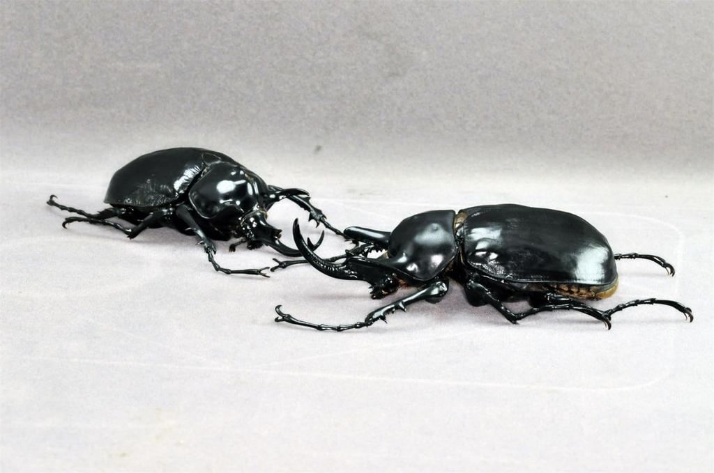 БАКАЛИСО Нирвана Актеон Жук-слон Фигурка Жук Жук-слон Магнит для холодильника Магнит Реалистичный Взрослый Иллюстрированная книга Насекомое