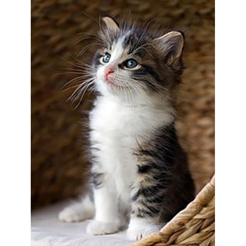 DIY 5D алмазная живопись животные вышивка кошка наборы крестиков полная круглая дрель мозаика со стразами настенная живопись подарок домашний декор