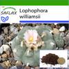 Peyote - 20 Seeds - With Potting Substrate for Better Cultivation - Lophophora Williamsii