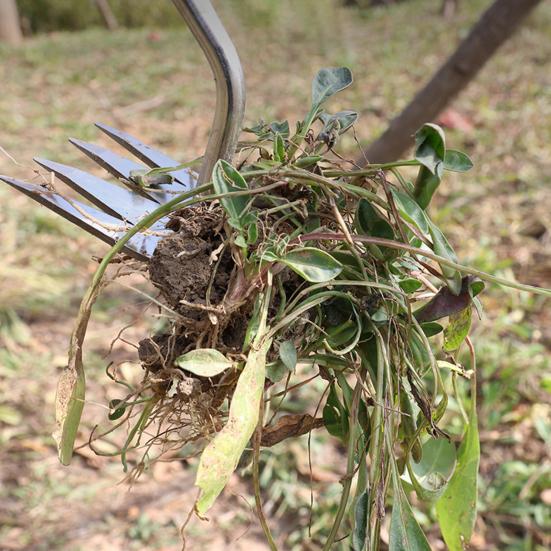 Сверхпрочный инструмент для прополки сорняков из нержавеющей стали с 3 или 4 зубьями, ручной прополочник с длинной ручкой для огорода и двора
