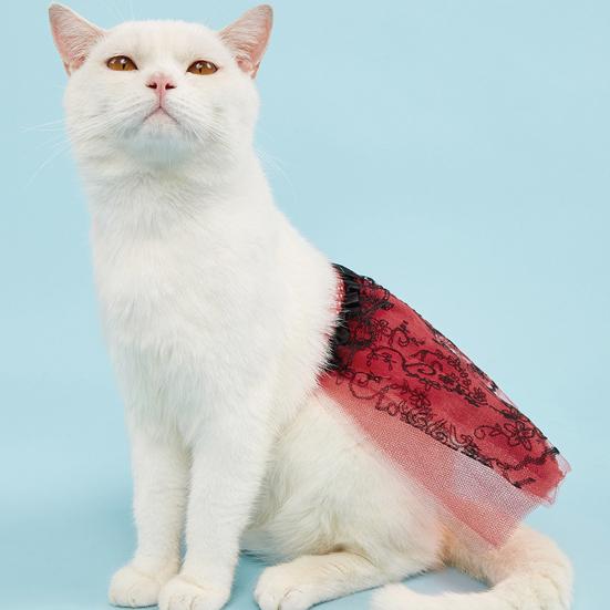 Pet Dress Super Soft Bow-knot Design Bright Color Easy-wearing Machine Washable Decorative Polyester