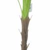 Nordic Areca Palm Potted Indoor Plant - Large Single Stem for Living Room Decor