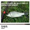 Daiwa Hinata 7ft Stream Fishing Rod Lightweight Durable Fishing Gear