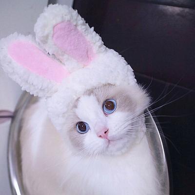 Шапка для питомца Легкий полиэстер Мягкая Удобная Портативная Милая шапочка для кошек Собак Белого кролика