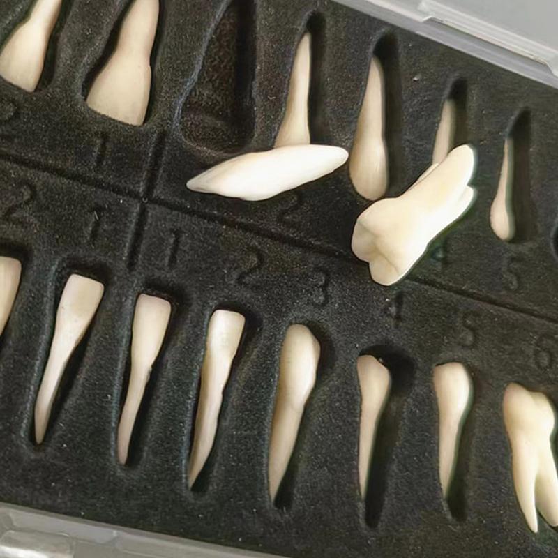 28 Зубов Стоматологический Имплант Стоматологическая Практика Продукт Модель Зубов Стоматологический Постоянный 28 Зубов Обучающая Модель для Изучения Аксессуары