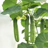 10 Sponge Gourd Seeds
