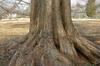 SAFLAX Dawn Redwood - 60 семян - Metasequoia glyptostroboides