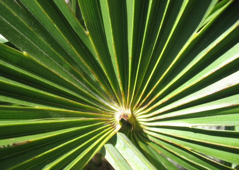 SAFLAX Пальма китайской ветряной мельницы - 10 семян - С горшечным субстратом для лучшего выращивания - Chamaerops excelsa