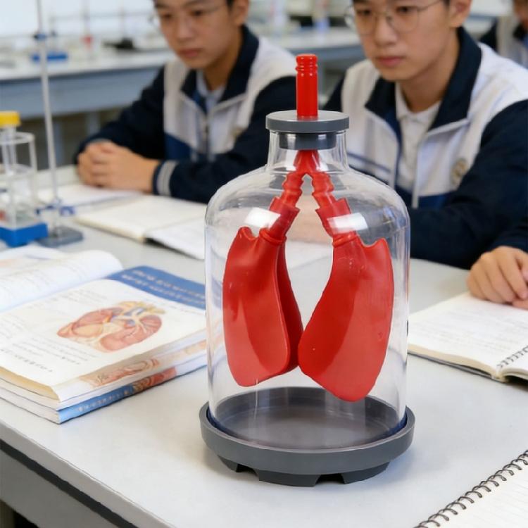 Биологическое учебное пособие, демонстрирующее работу диафрагмы и газообмен в легких, большого размера для наглядного обучения