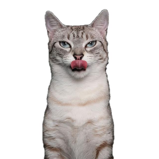 J503# Lovely Cat Persian Cat Sticker On The Car Vinyl Decal Waterproof Decoration Car Stickers