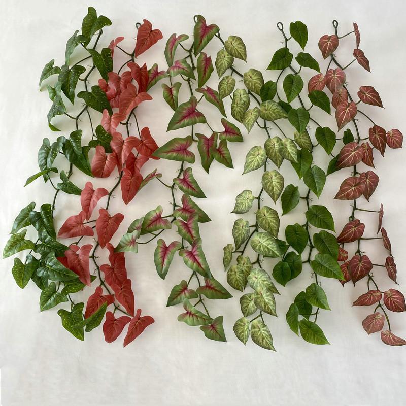 Aureum Cane Epipremnum For Kindergarten Wedding And Photography Settings