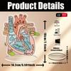 2D Модель Анатомии Сердца из Акрила - Образовательный и Декоративный Учебный Инструмент для Дома, Офиса, Класса, Клиники, Медицинского Кабинета