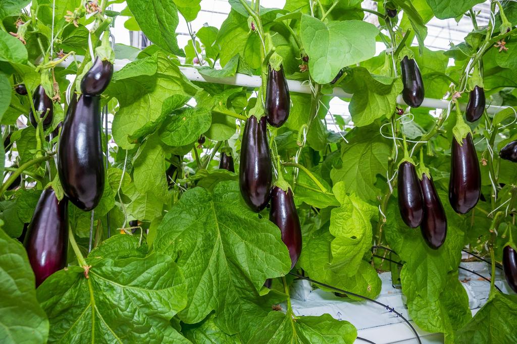 SAFLAX Сад в сумке - Органический - Баклажан - Длинный фиолетовый - 20 семян - С субстратом в подходящем стоячем мешке - Solanum melongena