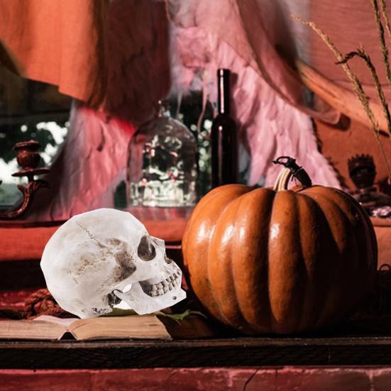 Skull Model Realistic Removable Jawbone Educational Human Skull Model Study Halloween Props Teaching Supplies