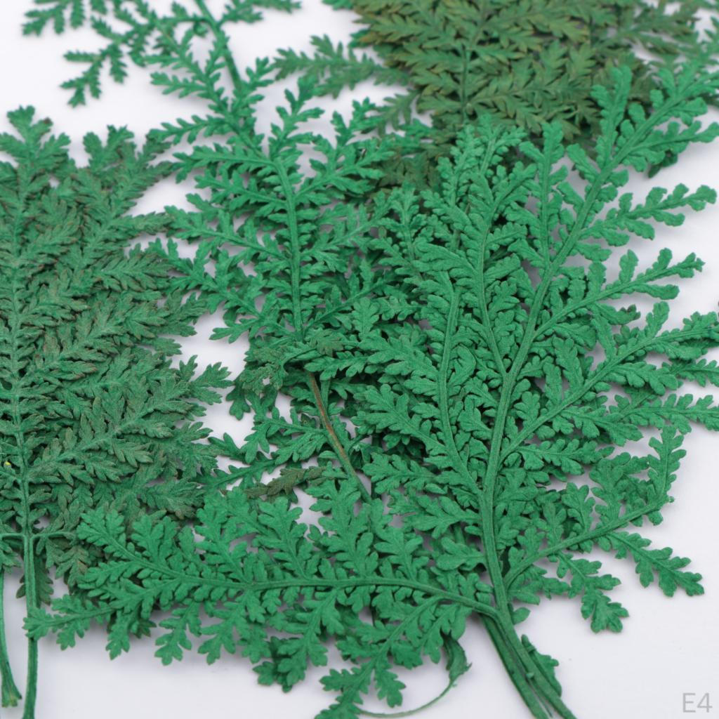 12 ассорти из сухих цветов и листьев полыни. Открытки «Сделай сам» с изображением искусства и скульптуры.