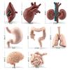 Моделирование человеческого тела, модель торса, биология, мозг, сердце, печень, желудок, почки, обучающие инструменты, обучающие развивающие игрушки для детей