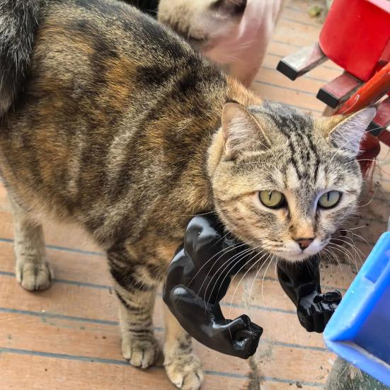 Костюм кошачьей мышцы руки, 3D-принт, кошачья шея и рука с мышцами, аксессуары для костюма супергероя на Хэллоуин