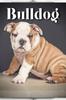 Книга Bulldog : Dog Breed Guide