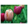 Печать на холсте, Розовые тюльпаны