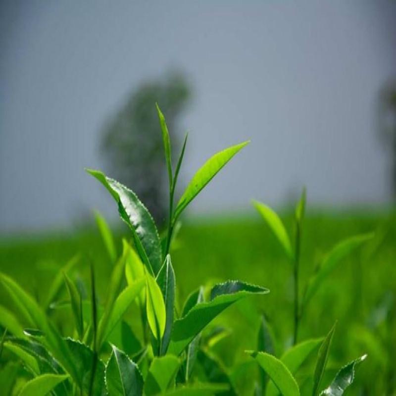 Ming Qian Premium Xinyang Maojian Tea Xin Yang Tea Mao Jian Green Tea 250g Tin