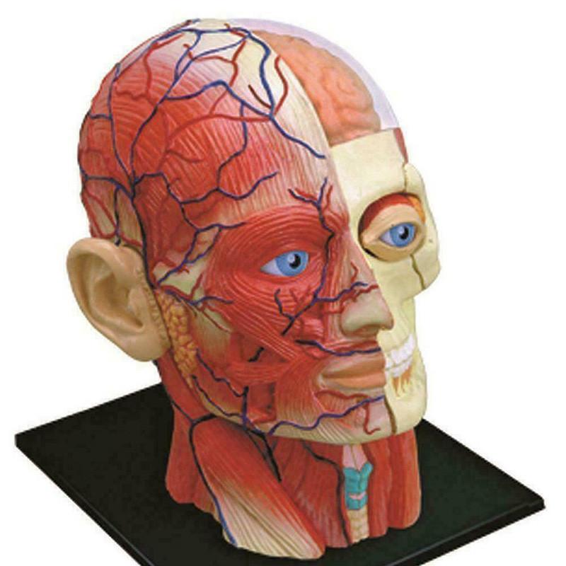 Высококачественная модель человеческого черепа с мозгом для точного медицинского и школьного образования