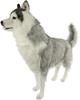 BH8331 HANSA Siberian Husky Grey 115