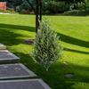 Искусственное дерево с колышком для земли Реалистичные кусты Растения Искусственная зелень Кустарники для сада на открытом воздухе Переднее крыльцо Рождественские украшения
