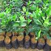 100PCS Plant Growth Bag Eco-Friendly Flower Planting
