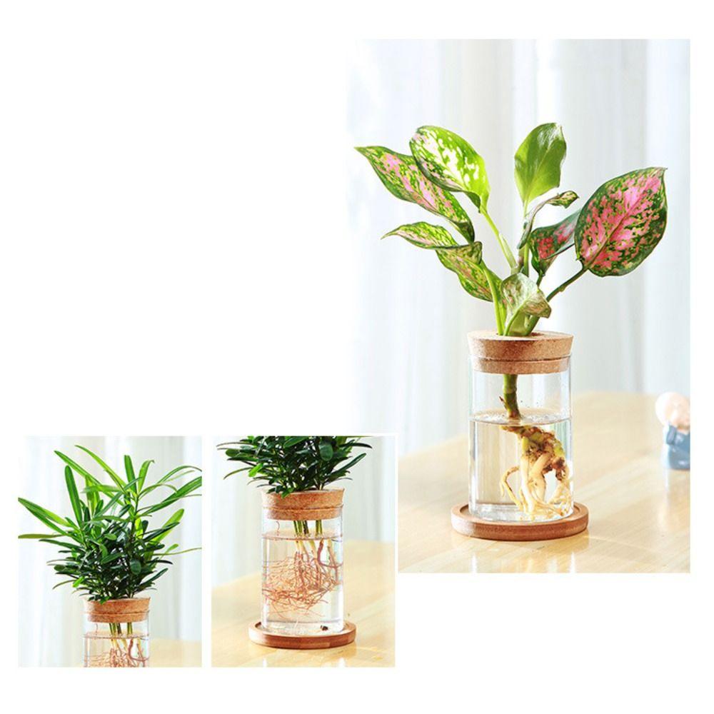 Креативный гидропонный цветочный горшок Мини-террариум Зеленый Растительный Дом Стеклянная Ваза