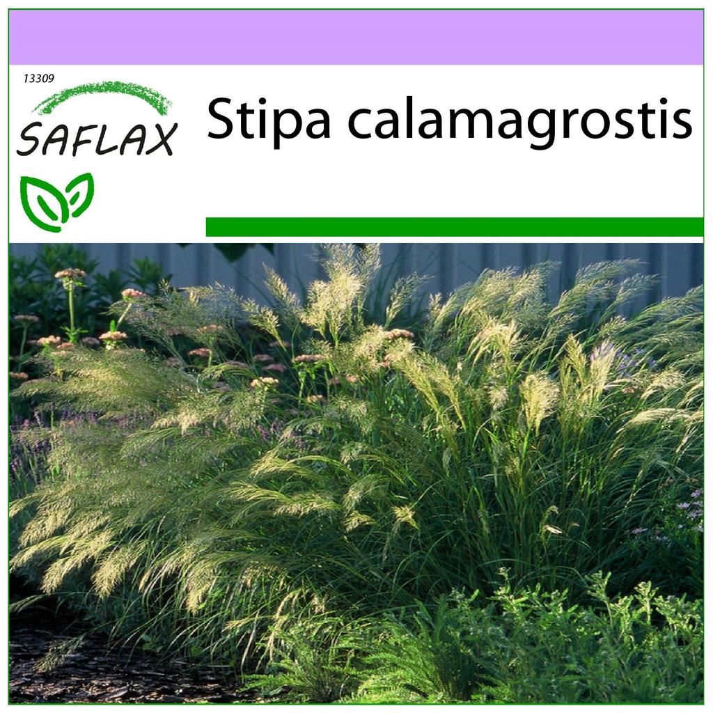SAFLAX Ковыль / Трава фазаньего хвоста - 50 семян - Stipa Calamagrostis