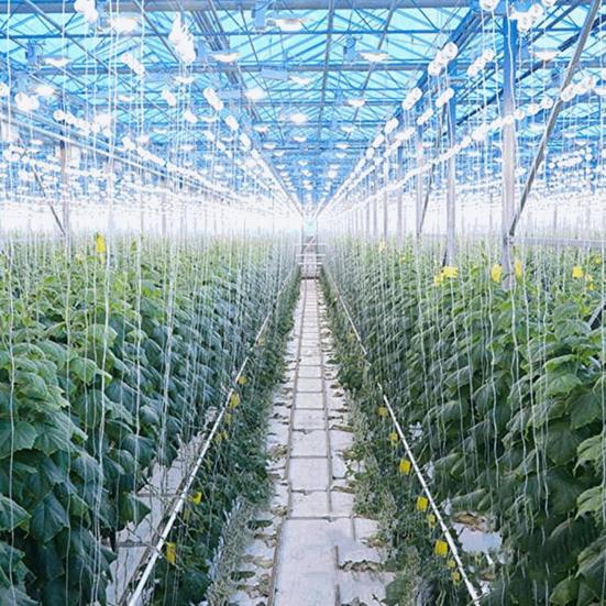 Антикоррозийный роликовый крючок для томатной решетки, прочный, очень простой в установке, поддержка тепличных растений