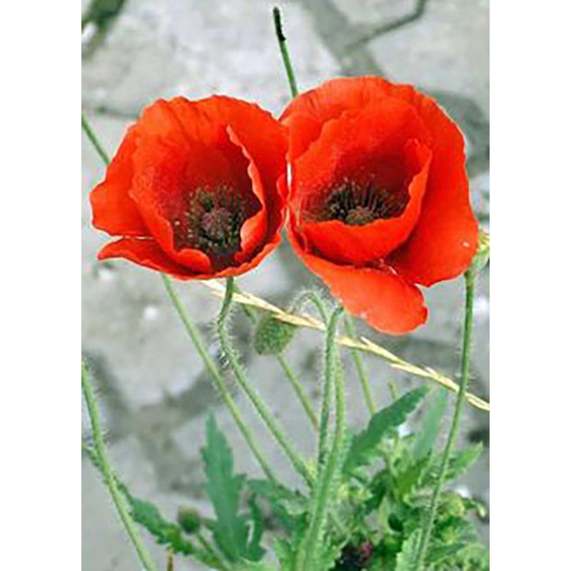 DIY Floral 5D Diamond Painting Full Round Drill Diamond Embroidery Cross Stitch Mosaic Kits Flower Wall Art Home Decor