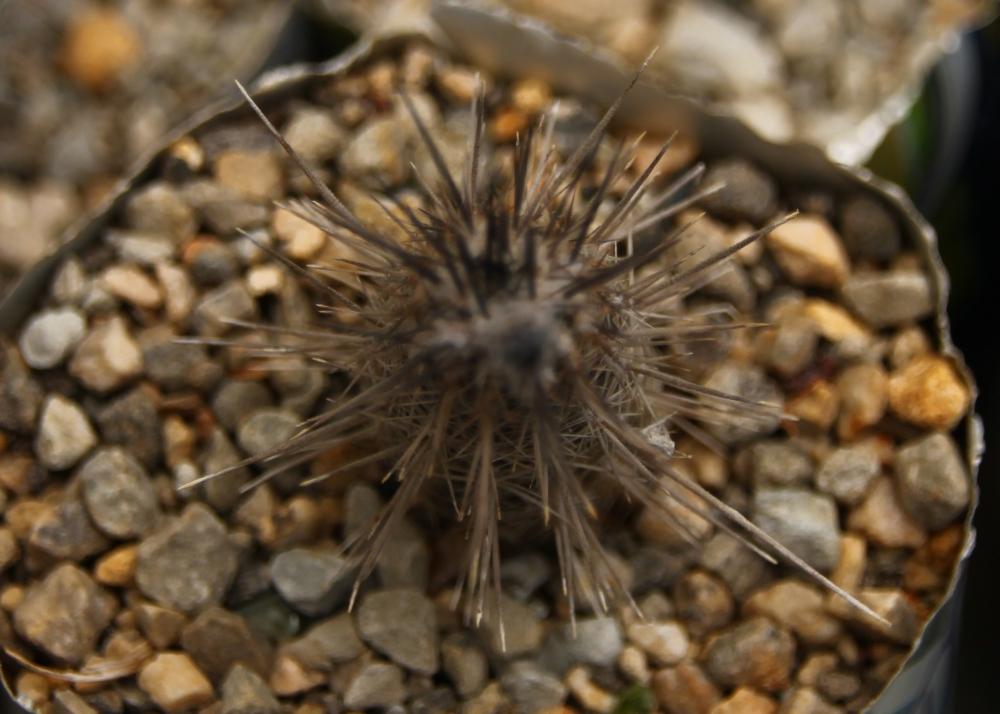 SAFLAX Garden in the Bag - Flower of Adoration - 40 семян - С субстратом в подходящем пакете - Echinopsis mirabilis