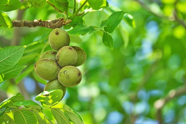 Sekai Bisyoku Tankyu World Gourmet Exploration Raw Walnuts USA LHP 1kg