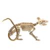 Skeleton Model Halloween Animal Skeleton Bat Mouse Lizard Scorpion Halloween Bats Skeleton   Home