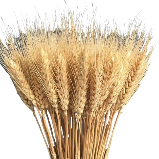 100 шт., искусственный пшеничный початок со стеблем, реалистичный, не увядающий, без полива, реквизит для свадебных фотографий, в помещении, на открытом воздухе, для дома, офиса, сада, сексуальная одежда для взрослых