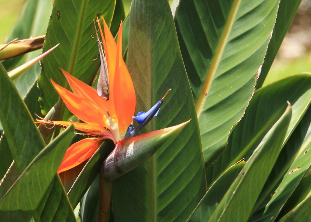 SAFLAX - Gift Set - Bird of Paradise - 5 seeds - With gift box, card, label and potting substrate - Strelitzia reginae