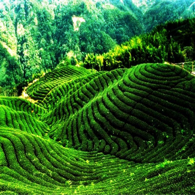 2022 Chen Pi XinHui TianMa Area Green New Dried Tangerine Orange Peel Herbal Tea